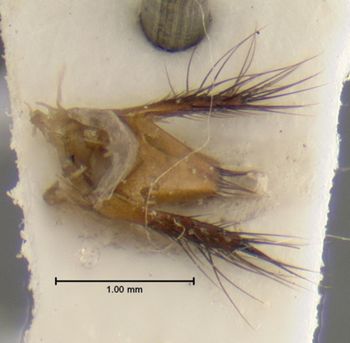 Media type: image;   Entomology 32392 Aspect: genitalia